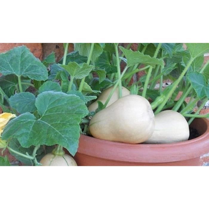 15-graines-de-butternut-l-gumes-courges-jardin-potager-semences