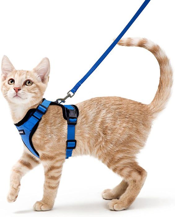 Meilleurs prix pour Rabbitgoo Harnais Chat Harnais pour Chat/Petit Chien Laisse Harnais Chat Bleu S Collier Harnai Chat Réglable Respirant avec Laisse