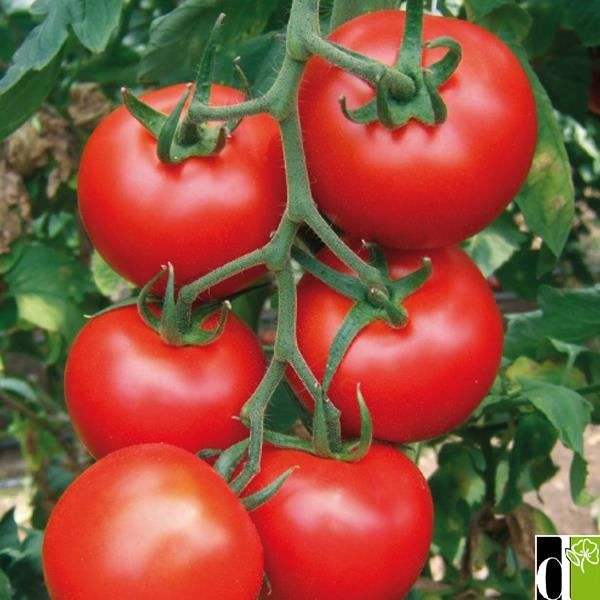 Graines - Semences de Tomate Grappe