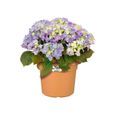 Elho Green Basics Cilinder Pot de fleurs Marron clair 55 cm-3