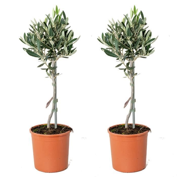 2x Olea europaea - Olivier sur tronc - Arbre méditerranéen - Rustique – D14 cm - H40-50 cm