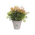 ELHO Loft Urban Pot de fleurs rond Roues 60 - Gris - Ø 58 x H 54 cm - extérieur - 100% recyclé-1