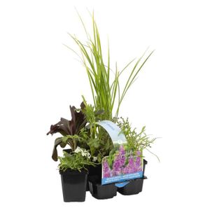 PLANTE POUSSÉE 6x Mélange de Plantes Parfumées pour Bassin – Zone 2 & 3 – Faible Entretien - D9 cm - H15-25 cm