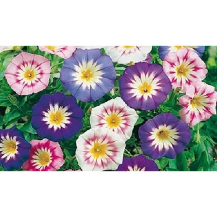 25 graines semences belle de jour rose violet bleu blanc coeur jaune