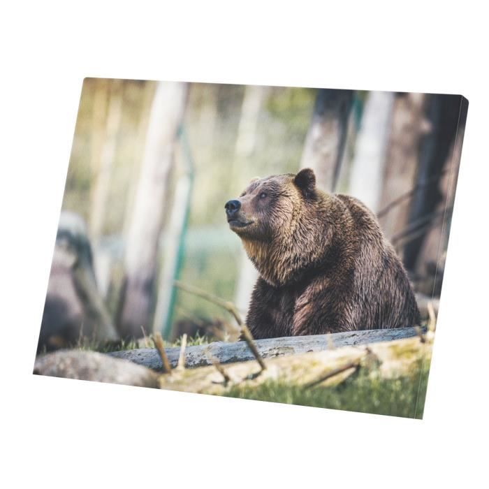 Tableau Décoratif Ours Brun Grizzly à l'Affut dans la Foret Vie Sauvage (40  cm x 30 cm) - Cdiscount Maison