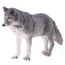 Figurine Modele Animal Realiste Pvc Action Figure Jouet Educatif Cadeau Enfant Collection Decor Loup Gris 2 Cdiscount Jeux Jouets