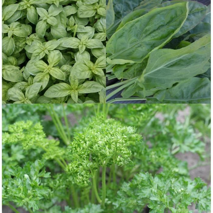 Lot de graines oseille basilic persil