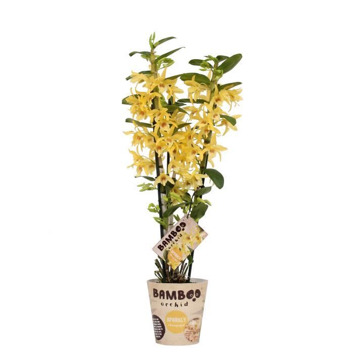 Orchidée Bambou Fleur Jaune | plante d'intérieur| hauteur 50 cm | Pot 12 cm  | Entretien facile - Cdiscount Jardin