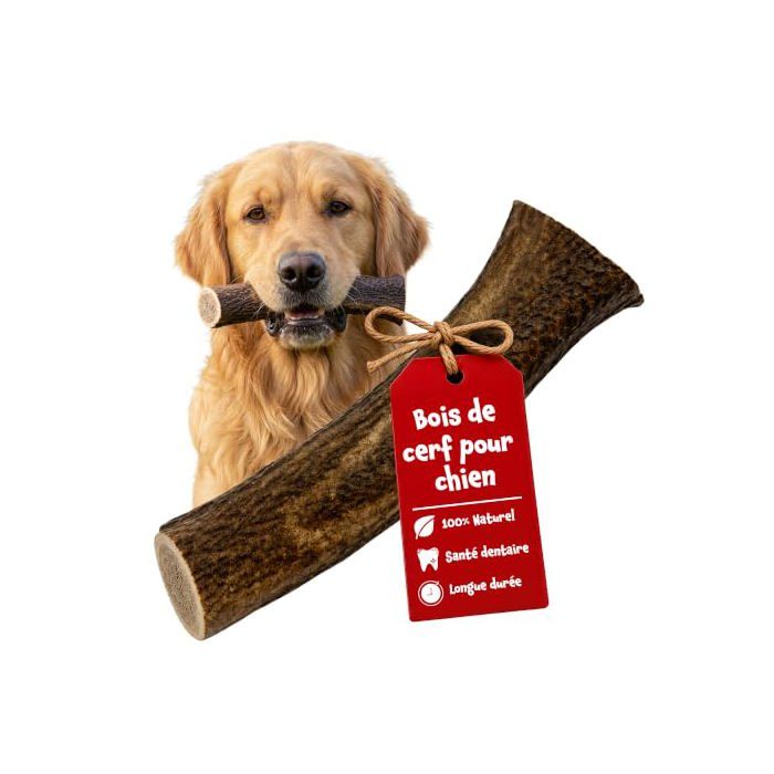 Bois de cerf pour chien - CHEWPI - XL - Naturel - Occupation longue durée grands mâcheurs - Hygiène dentaire