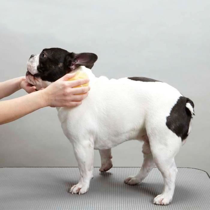 Peigne de massage à poils collants Brosse de massage pour chiens et chats à  poils courts Brosse - Cdiscount