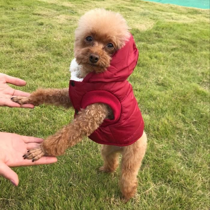 Meilleur manteau pour clearance chien