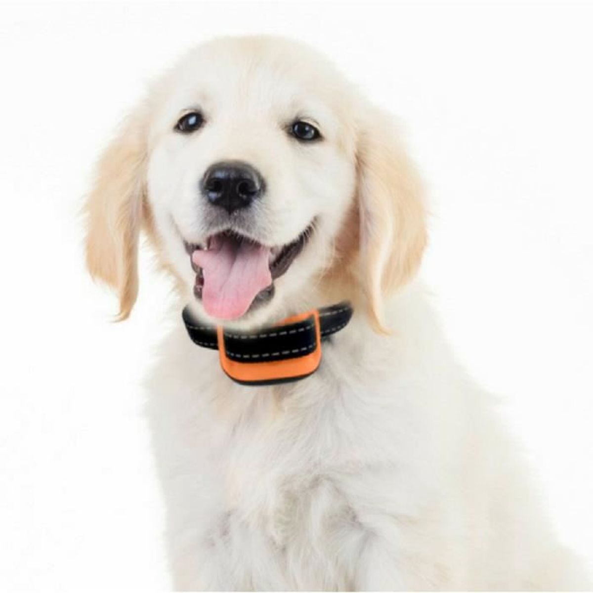 Collier Anti Aboiement Elite Pets Pour Petits Chiens