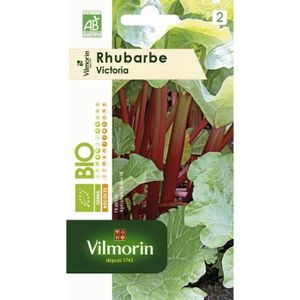 Rheum Rhubarb SEM06 Rhubarbe Victoria Bio