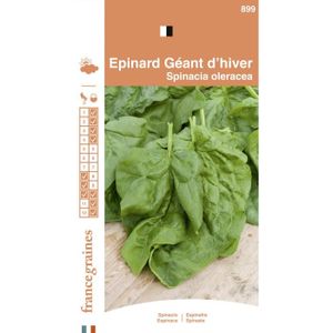 Epinard G/éant dhiver VILMORIN Sachet Petits Mod/èles