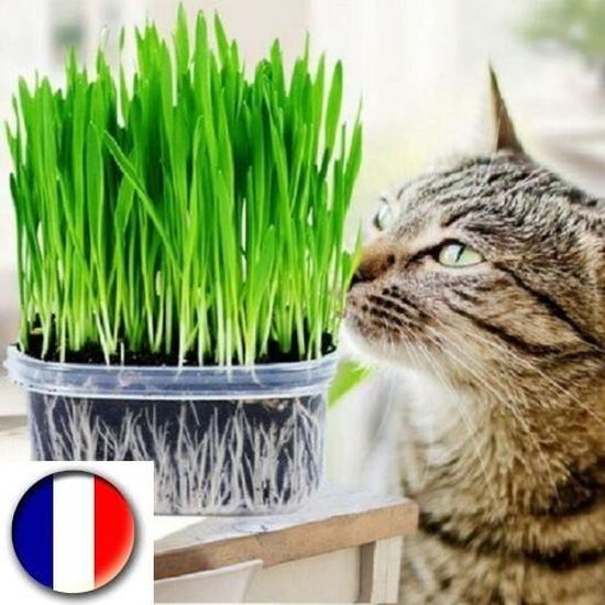 chat herbes v/ég/étales excellente qualit/é 100 graines environ les meilleures graines de plantes fleurs fruits rares id/ée cadeau originale Graines dherbe pour chats