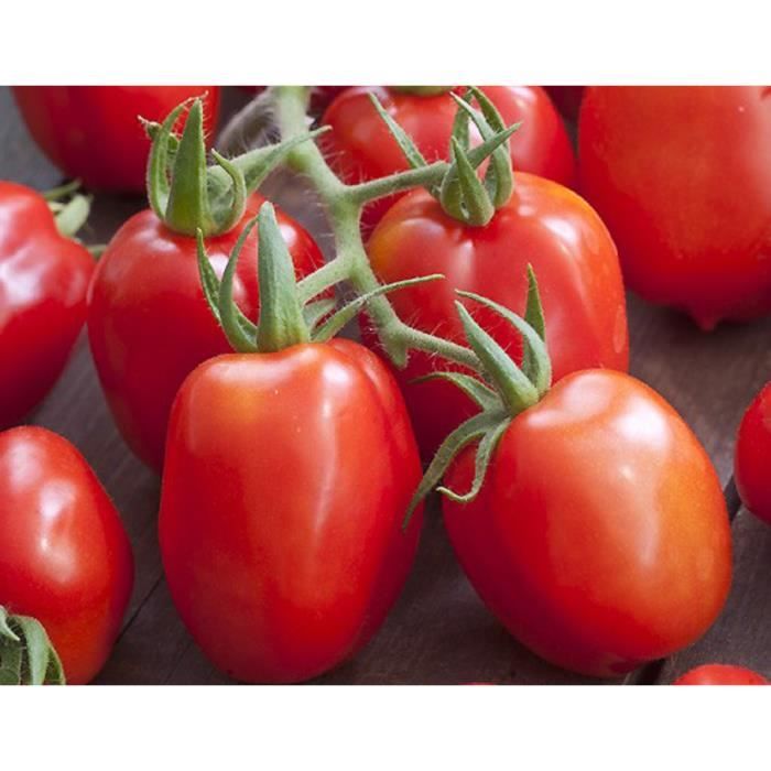 35 Graines de Tomate Roma - légume ancien - semences paysannes