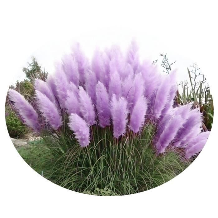 20pcs L'argent Graine Ornementale Pampa roseau Graines De Vivace Hardi Pampa Blanc Rose Pampa herbe Jardin Plante violet la00157