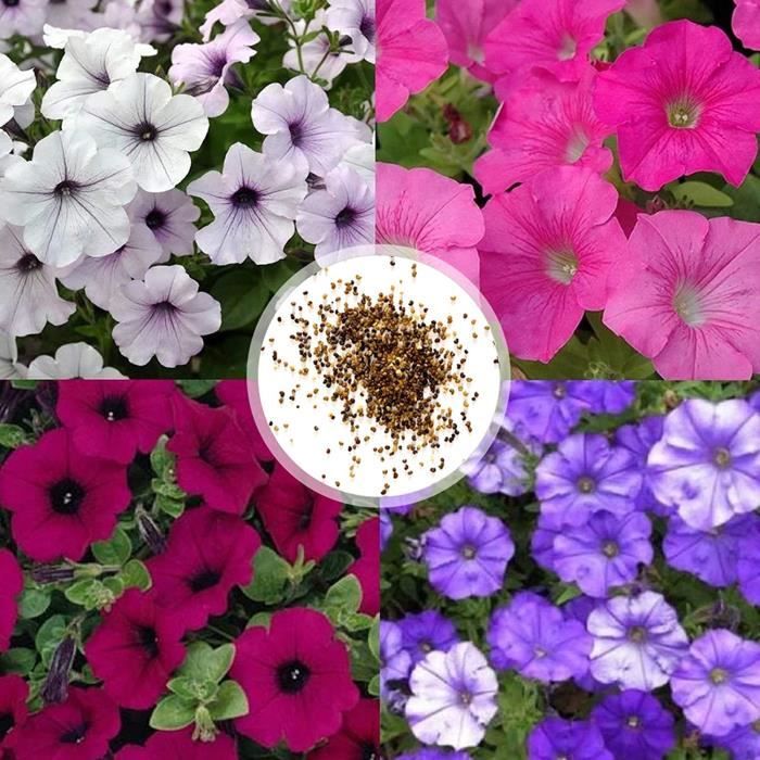 1 Sac De Graines De Pétunias Léger Taux De Germination élevé 4 Couleurs — free download