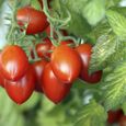 35 Graines de Tomate Roma - légume ancien - semences paysannes-1