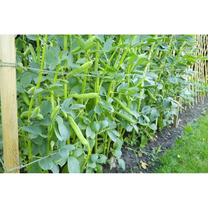 Super Sugar Snap Pea Seeds 100 Graines[u443] - Cdiscount Jardin