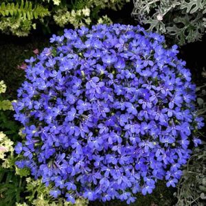 GRAINE - SEMENCE Graines de fleurs sauvages Blue Carpet Lobelia Erinus Demi-Lune - Qualité supérieure - 30+ graines