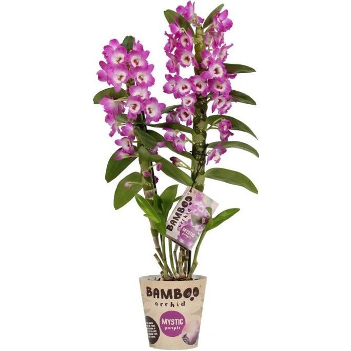 Orchidée Bambou Fleur Mauve - plante d'intérieur- hauteur 50 cm - Pot 12 cm - Entretien facile