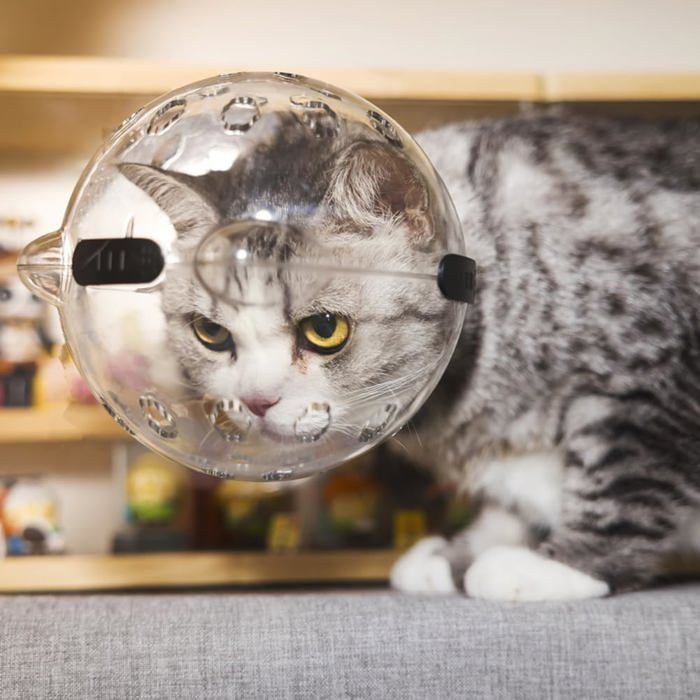 Muselière respirante pour chat casques transparents pour le toilettage couvre-tête anti-morsure pour le bain des chatons S