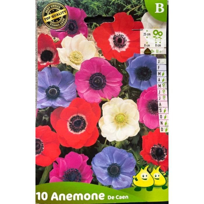 Anémones de Caen, 10 bulbes, calibre 8/+, bulbes de fleurs