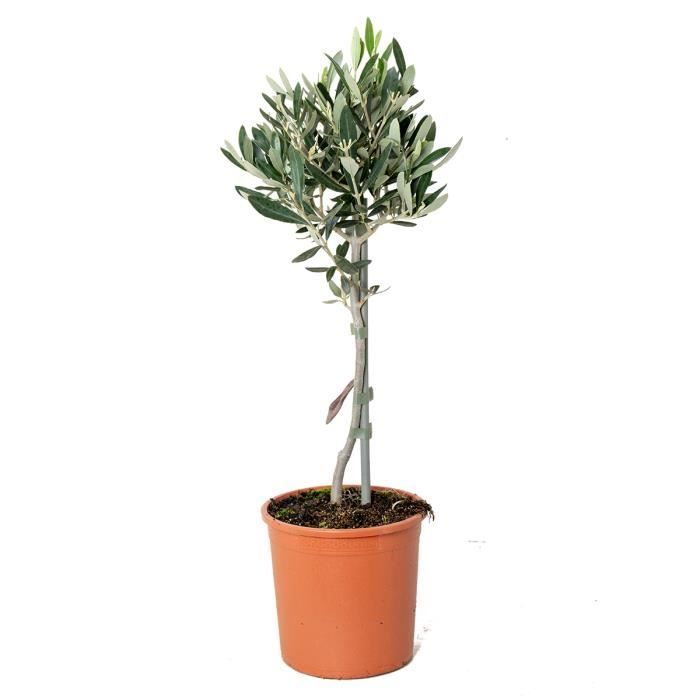 Olivier (Olea Europaea) – Hauteur 90 Cm – Plante Méditerranéenne – Rustique – Pour Extérieur
