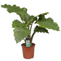 Alocasia Portadora - Plante d'intérieur - BLOOMIQUE - Diamètre 21 cm - Hauteur 80 cm - Effet purificateur d'air