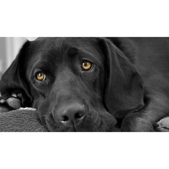 Kits de peinture par numéros pour adultes, débutants - Golden retriever - Kit de peinture par numéros - 40 x 50 cm - Sans cadre