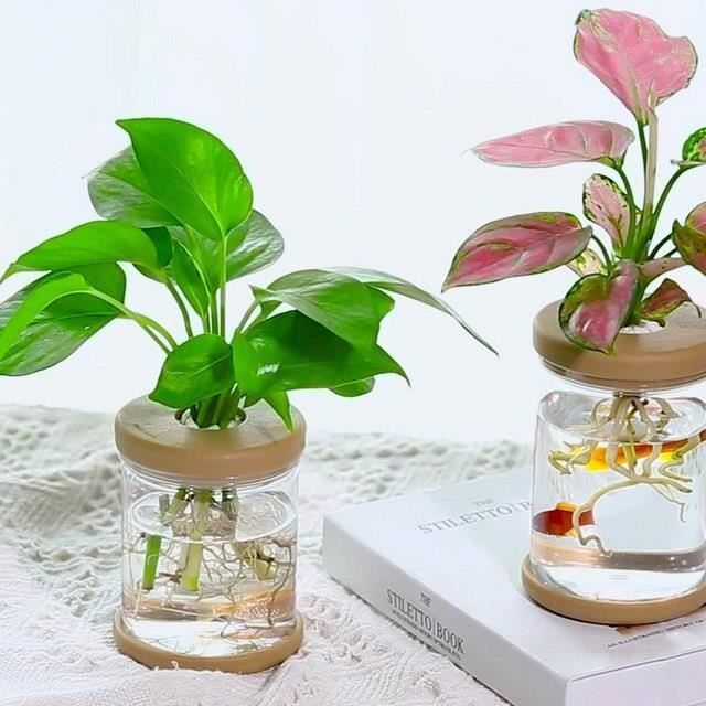 3 Vases Hydroponiques Suspendus Transparents – Pour Plantes, Fleurs, Boutures | Décoration Intérieure Élégante
