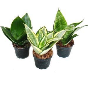 JARDINIÈRE - BAC A FLEUR Sansevieria trifaciata hahnii - 3 différents Plantes en pot de 5,5cm - chanvre d'étrave, belle langue maternelle