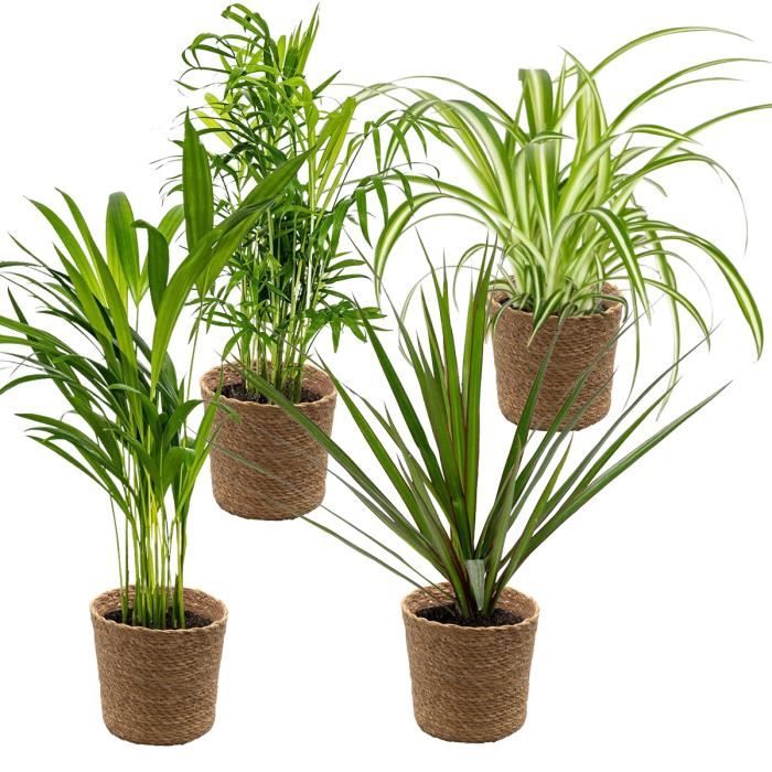 4x mélange purificateur dair incl. Panier en jonc de mer - D12 cm -H 25-45cm