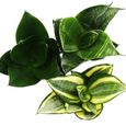 Sansevieria trifaciata hahnii - 3 différents Plantes en pot de 5,5cm - chanvre d'étrave, belle langue maternelle-1