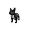 hauteur 30 cm Grande statue de Bouledogue Français en céramique argentée