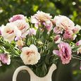 50pcs jardin plante de balcon eustoma fleur lisianthus graines d'ornement à la maison-5-0