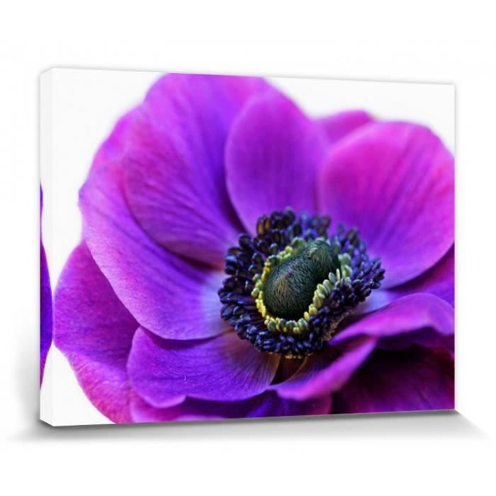 Poster Reproduction Sur Toile, Tendue Sur Châssis Fleurs - Anémone Violette,  Alyson Fennell (60 x 80 cm) - Cdiscount Maison