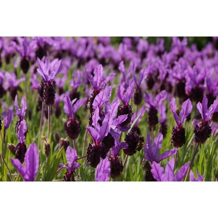 OUTLET Naissance Huile Essentielle de Lavande Vraie - 100ml 