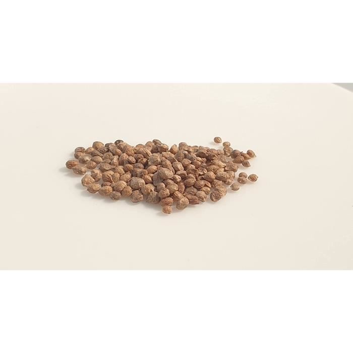 Graines Bio D’épinard Matador – Variété Toutes Saisons, Feuilles Larges Et Productives