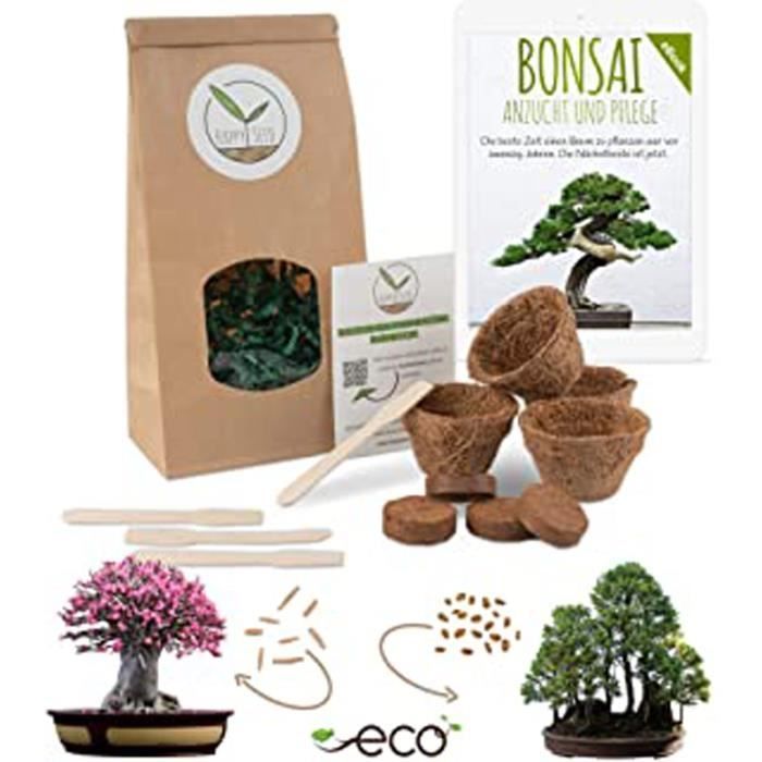 Glycine + Pin Australien Bonsai Starter Kit avec eBook GRATUIT graines et terre idée de cadeau durable pour les amoureux des plantes Bonzai set avec pots de noix de coco 