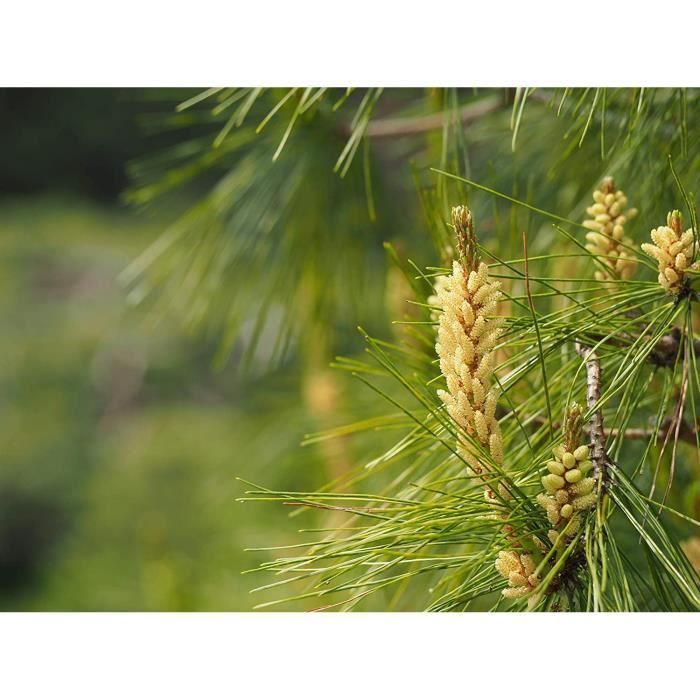 Graines PINE POLLEN (Pollen de pin) - Produit de qualité supérieure de  l'original, Certifié ISO-9001