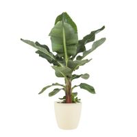 Plante d'intérieur – Bananier en pot de fleur crème comme un ensemble – Hauteur: 80 cm X822
