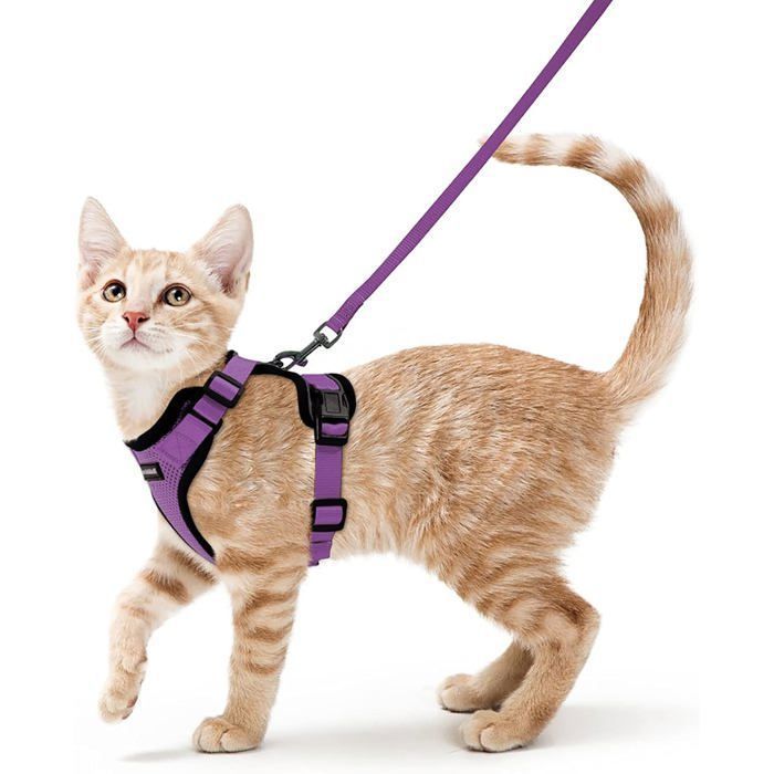 Meilleurs prix pour Harnais Chat Anti évasion avec Laisse Violet M Harnais Chaton Petit Chien Réglable Collier Harnais et Laisses pour Lapin Chat Chiot