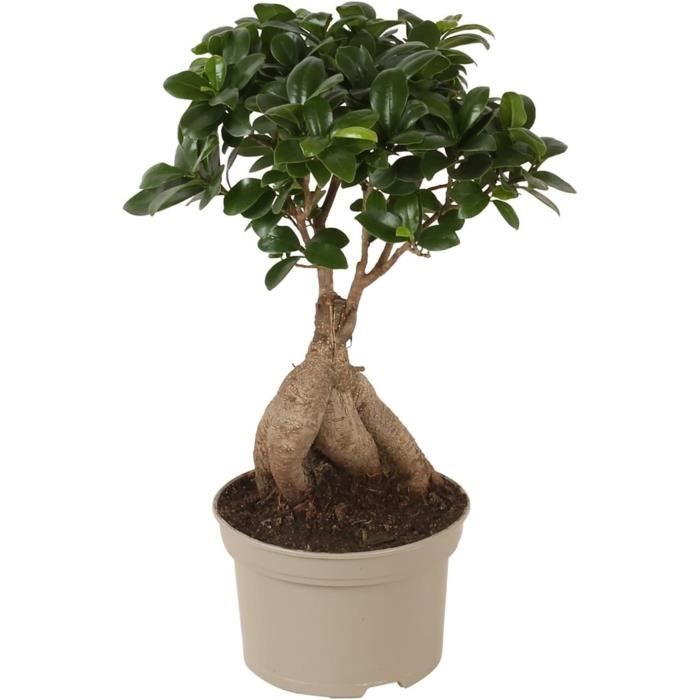 Plante Arum (Zantedeschia) En Pot - Hauteur 30-40 Cm, Fleurs Blanches, Pour Intérieur Ou Extérieur