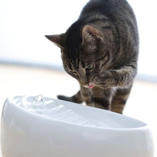 Lucky Kitty Fontaine Coffee à Eau En Porcelaine