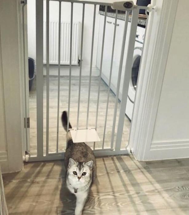 Barrière Extra Haute Bettacare Pour Chiens & Chiots – 104 Cm De Haut, Installation Par Pression, Blanc, Ultra Sécurisée