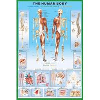 Poster du corps humain (Maxi 61 x 91.5cm)