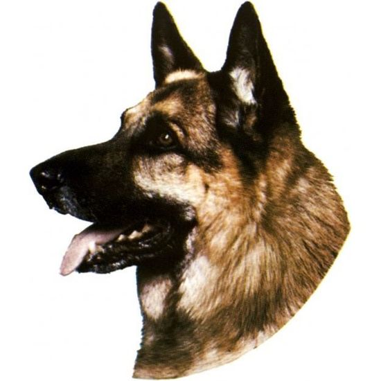 Autocollant Animaux à Bord - Berger Malinois | stickers paindepices