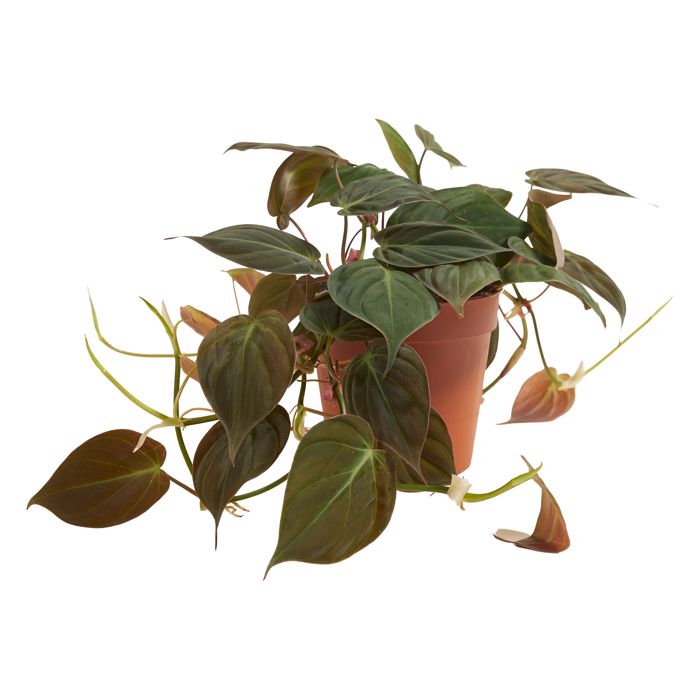 Philodendron Scandens Micans - Plante retombante - H. 15-20 cm - P. 12 cm